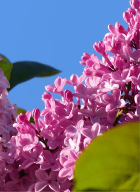 Hulda Klager Lilac Garden